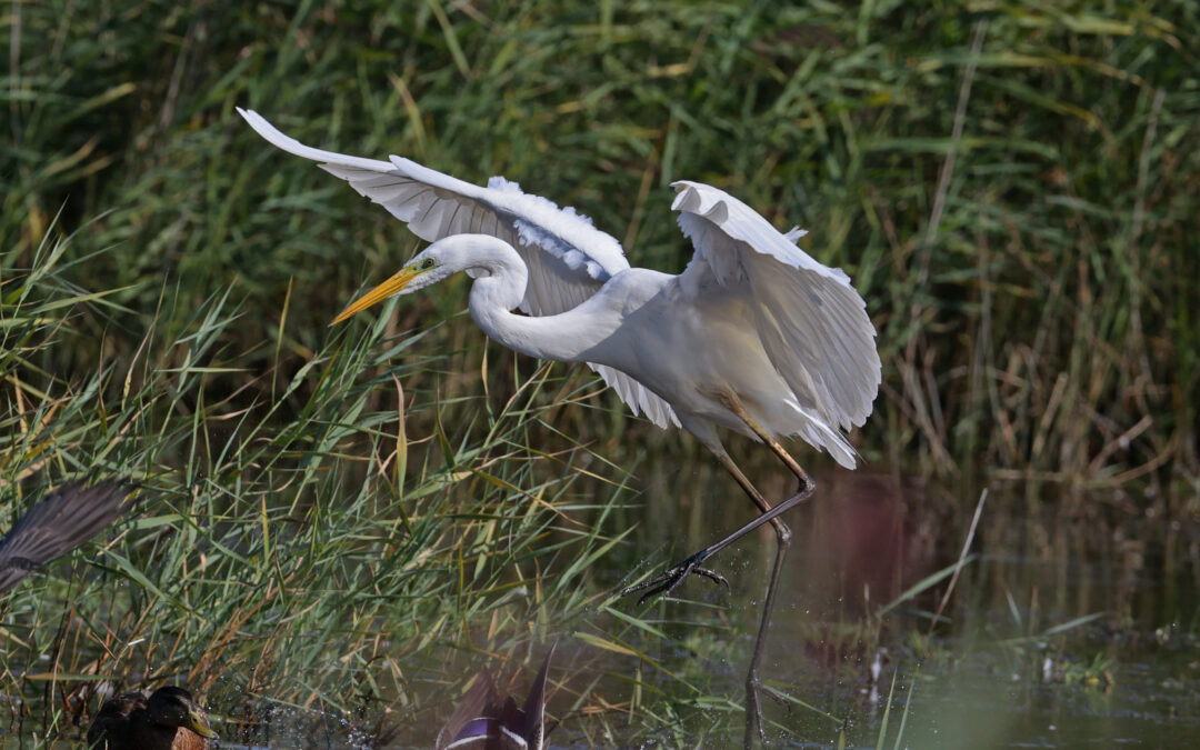 Expo Au fil de l’eau à Loire Odysée Saint-Mathurin-sur-Loire du 5 avril au 30 juin 2025