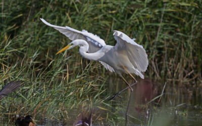 Expo Au fil de l’eau à Loire Odysée Saint-Mathurin-sur-Loire du 5 avril au 30 juin 2025